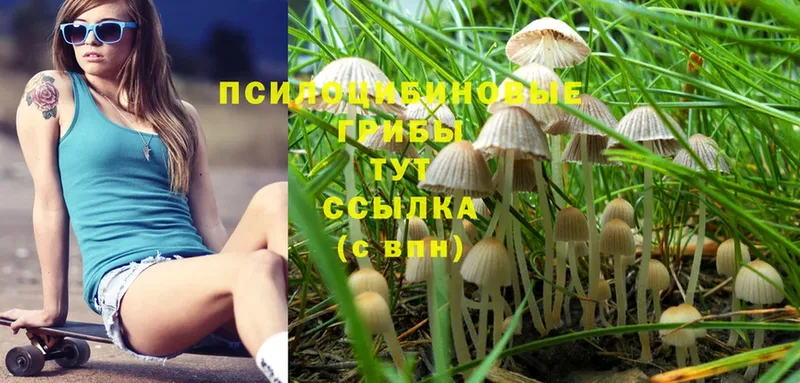 Галлюциногенные грибы Magic Shrooms  продажа наркотиков  Тайга 